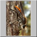 Choerades ignea - Raubfliege 01.jpg